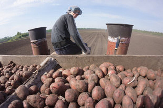 Минсельхоз предложил продлить субсидии на перевозку зерна