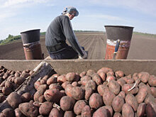 Минсельхоз предложил продлить субсидии на перевозку зерна