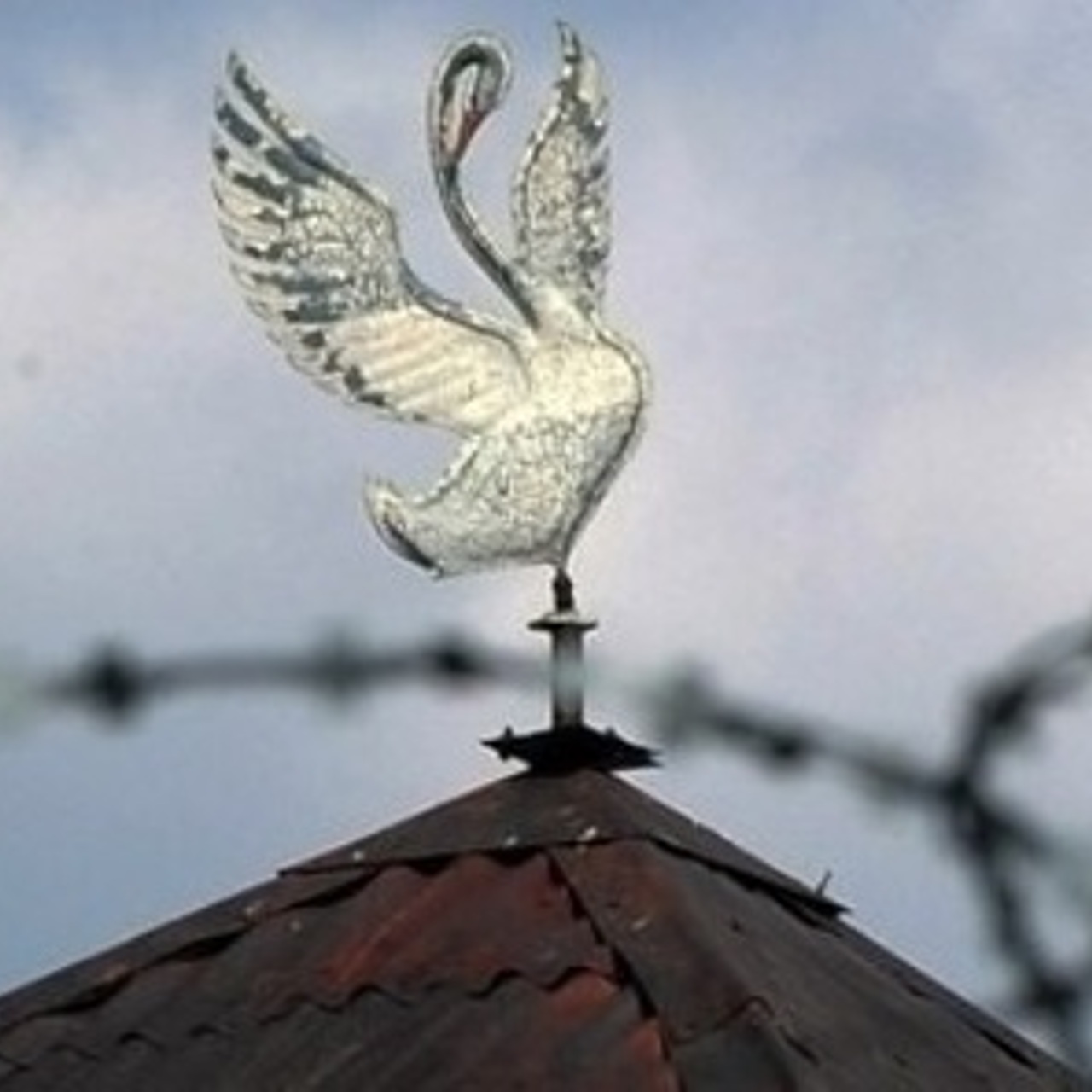 Лебедь фото. Что символизирует белый лебедь. Компания белый лебедь. Лебеди (птицы). Белый лебедь в небе.