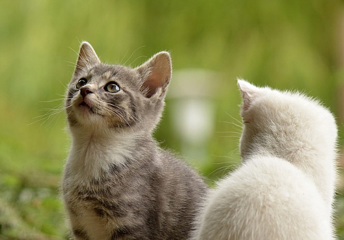 Аллергию на кошек победили специальной пищевой добавкой для них