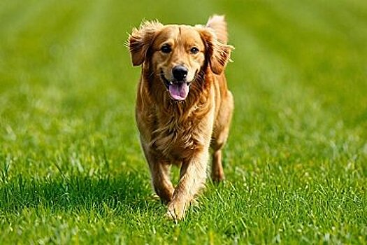 Хабаровских собачников приводят в чувства