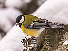 Синичкин день призвал отметить новосибирцев орнитолог Алексей Яновский