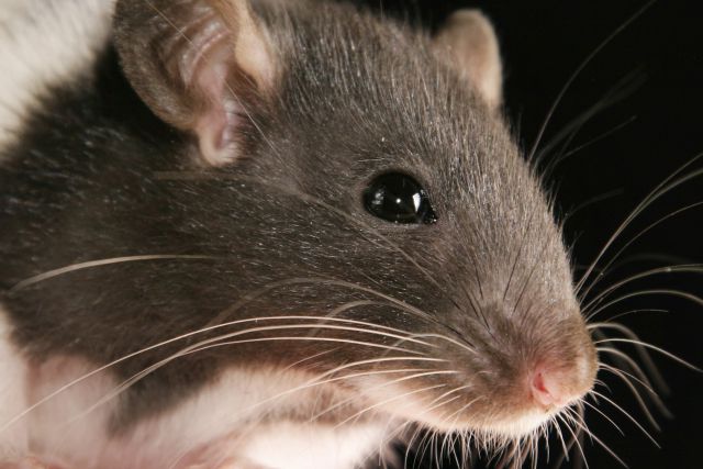 SHOT: крыса поселилась над натяжным потолком в квартире ЖК «Люберцы»