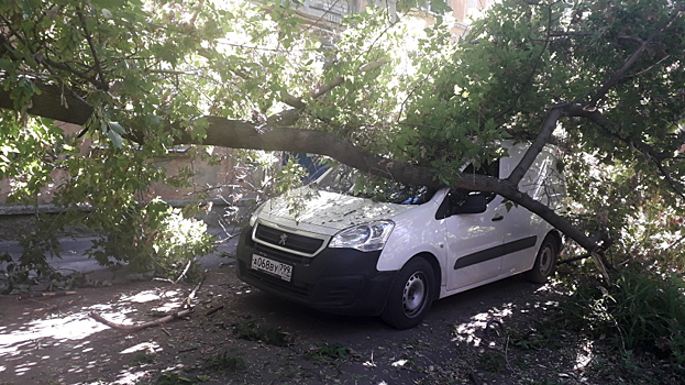 В центре Саратова у детского сада рухнуло дерево