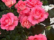 Работы с розами в сентябре. 10 пунктов на заметку розоводам