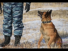 Участвовавший в раскрытии десятков преступлений забайкальский пес стал «пенсионером»