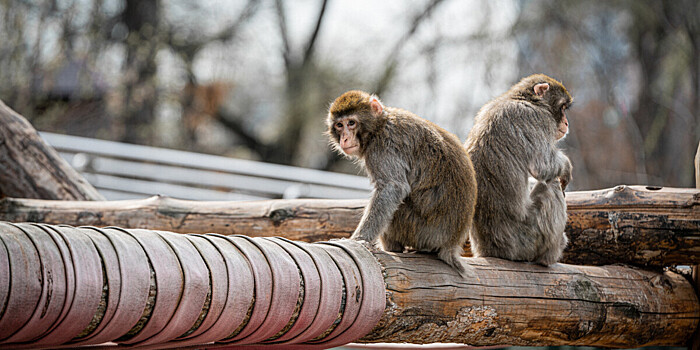 Школьница спасла ребенка от агрессивных обезьян при помощи умной колонки