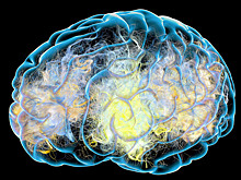 Учёные раскрыли секрет молодости мозга