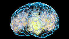 Учёные раскрыли тайну старения мозга