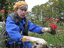 Сотрудники розария в «Сокольниках» готовят цветы к зимним морозам заранее