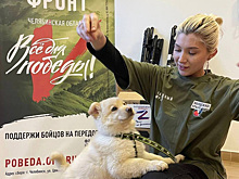 Щенок из Челябинска поедет на СВО защищать Родину