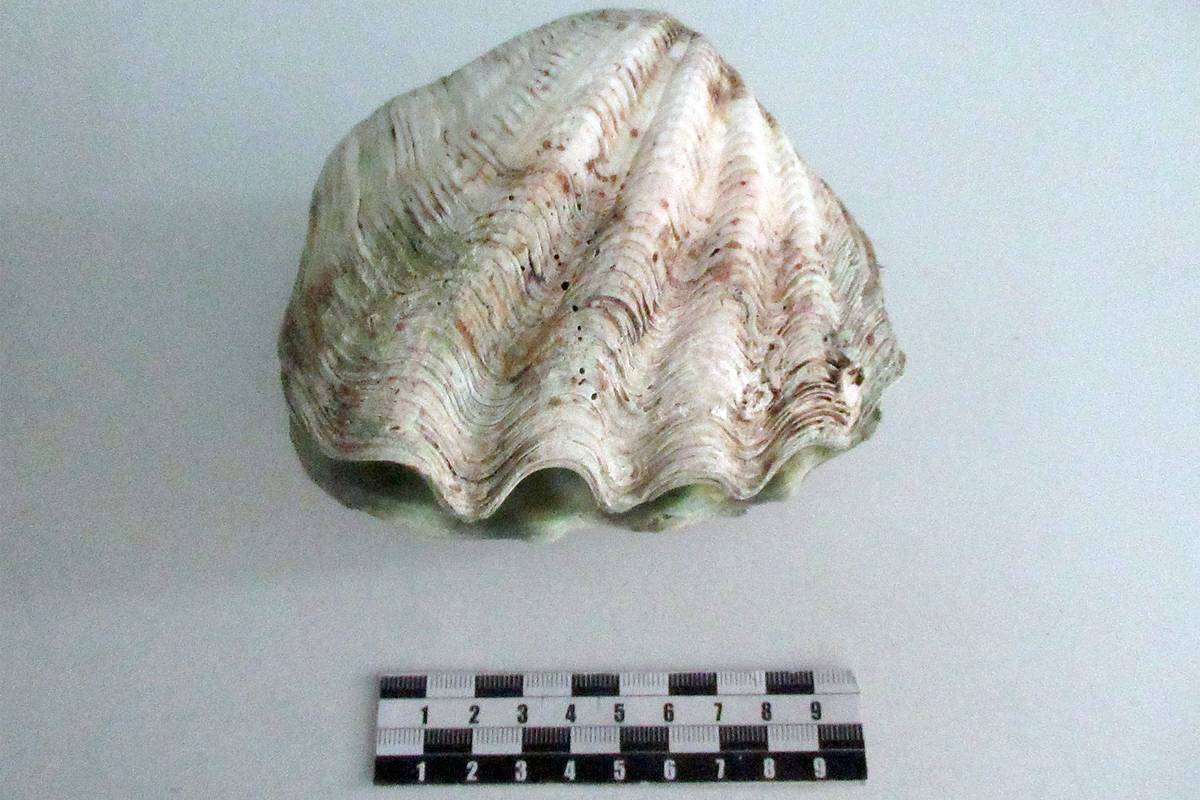 Мужчина нашел на пляже в Таиланде раковину, привез ее в Россию и нарвался на штраф