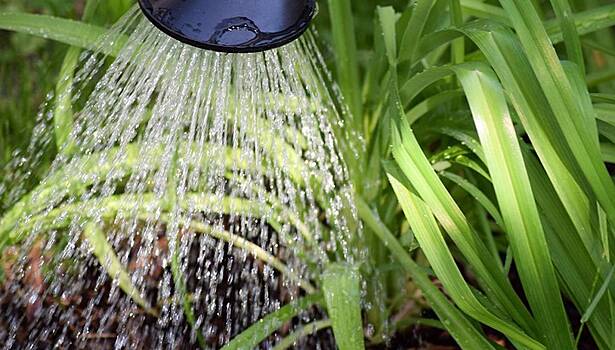 Эксперт рассказал, как правильно поливать растения летом на даче