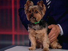 Пес ведущего «Звезды» предсказал итоги матча Россия-Уругвай