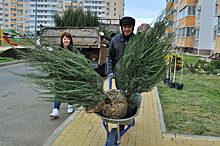 Жители новостроек Анапы высадили берёзы и можжевельник