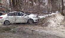 В Воронеже у дома на улице Владимира Невского на иномарку рухнуло сухое дерево