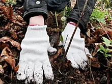 Около 1,6 тыс. деревьев украсят Профсоюзную улицу и проспект 60-летия Октября