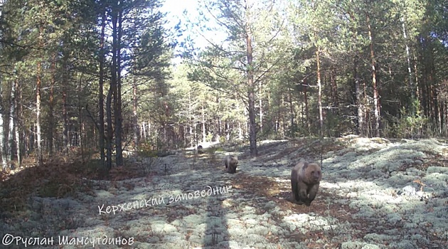 Трое сбегающих медвежат попали в фотоловушку в Керженском заповеднике