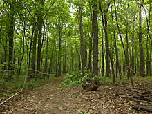 За 8 месяцев в Пензенской области зафиксировано почти 470 случаев мышиной лихорадки