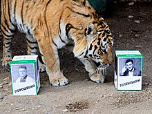 Зеленский резко увеличил отрыв от Порошенко