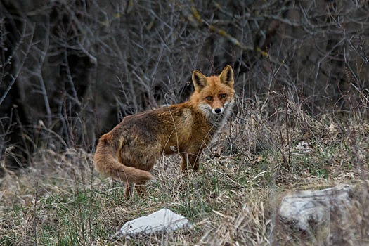 На Ставрополье установят пять систем видеонаблюдения за лесами