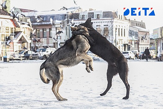 Усыплять невостребованных бездомных животных разрешат регионам