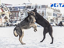 Новая экстренная служба появится в России