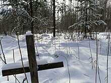 Кладбище домашних животных обнаружено на месте строительства детского сада на Ключевой