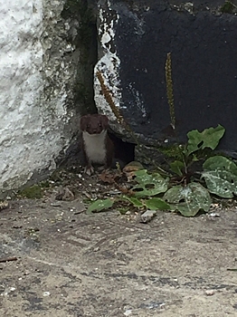 Нижегородец встретил в Сормово необычное животное