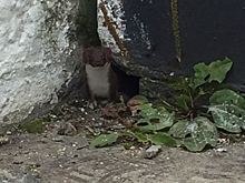 Нижегородец встретил в Сормово необычное животное