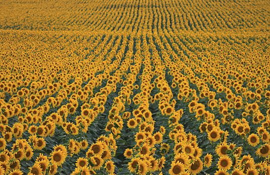 «Совэкон»: урожай подсолнечника в России будет ниже прогнозируемого из-за низких темпов сбора