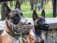 Кабмин поддержал законопроект, запрещающий выгул опасных собак детьми и пьяными