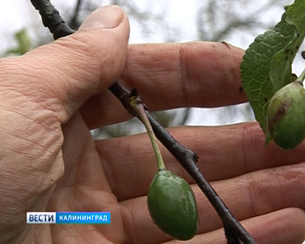 В Гусеве по второму разу плодоносят сливы