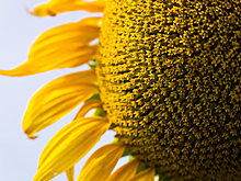 В Краснодаре пройдет международная конференция к 100-летию кафедры технологий жиров КубГТУ