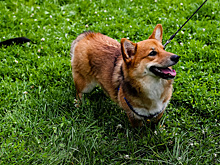 Мужчины готовы доплатить миллион за площадку для выгула собак