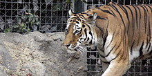 Как себя вести при встрече с тигром: рекомендации эксперта WWF