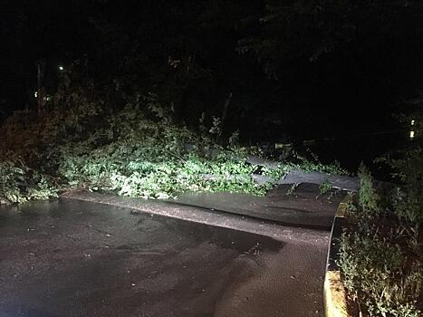 Во время шторма в Самаре деревья падали прямо на дороги