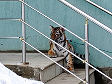 На крыльце здания в Саратове заметили живого тигренка