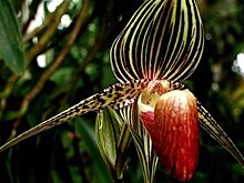 Москвичам покажут стоящую состояние орхидею