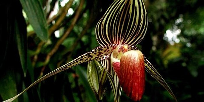 Москвичам покажут стоящую состояние орхидею