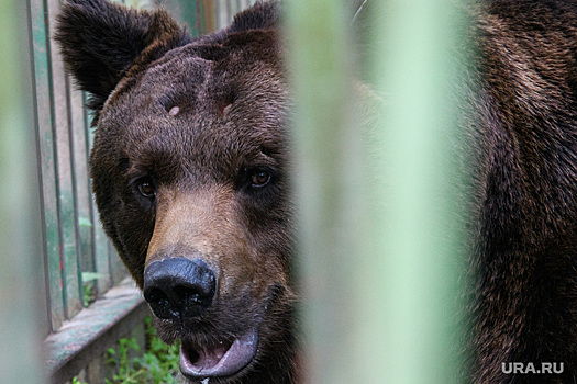 Медведь напал на туристов в Красноярском крае