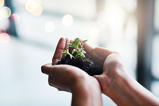 «РН-Юганскнефтегаз» в 2025 году высадил более 3 млн сеянцев деревьев хвойных пород