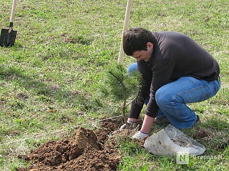 Более 5 тысяч га лесов посадят в Нижегородской области