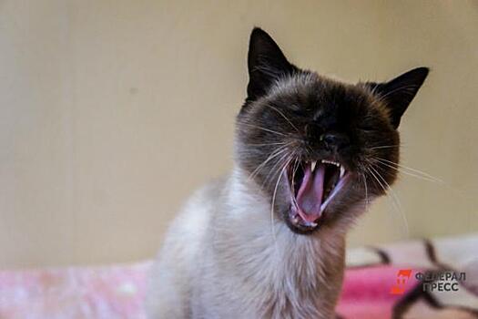 Почему вредно спать днем: ответ сомнолога