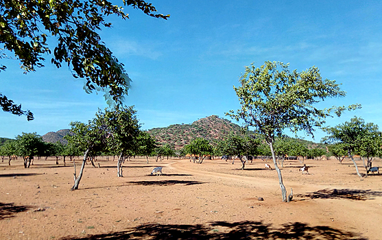 Одна вокруг света: где в Намибии потискать крокодила