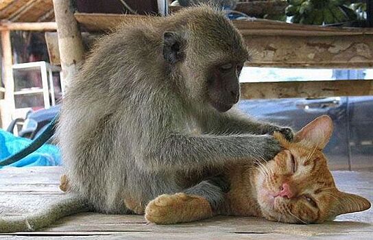 Ученые выбрали самое умное животное