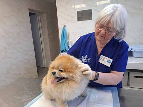 Домашних животных начали маркировать в Нижнем Новгороде