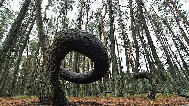 Перечислены самые необычные леса регионов России