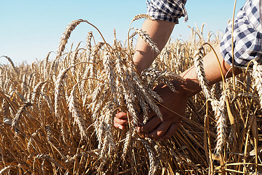 Reuters: более 1,8 млн тонн пшеницы застряло в индийских портах