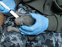 В Приморье спасли пятерых крошечных гималайских медвежат